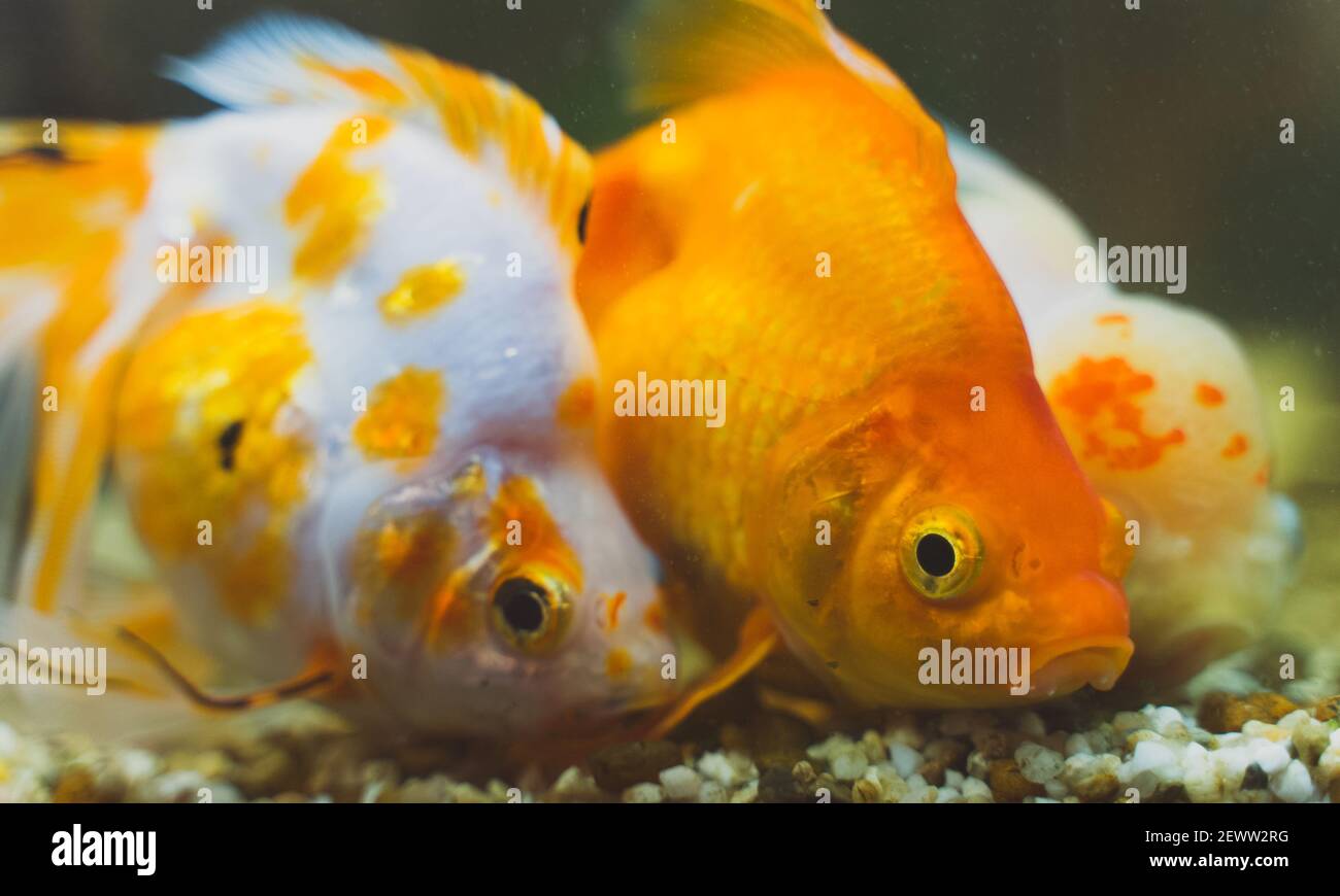 Goldfishes in aquarium with plants and stones. Stock Photo