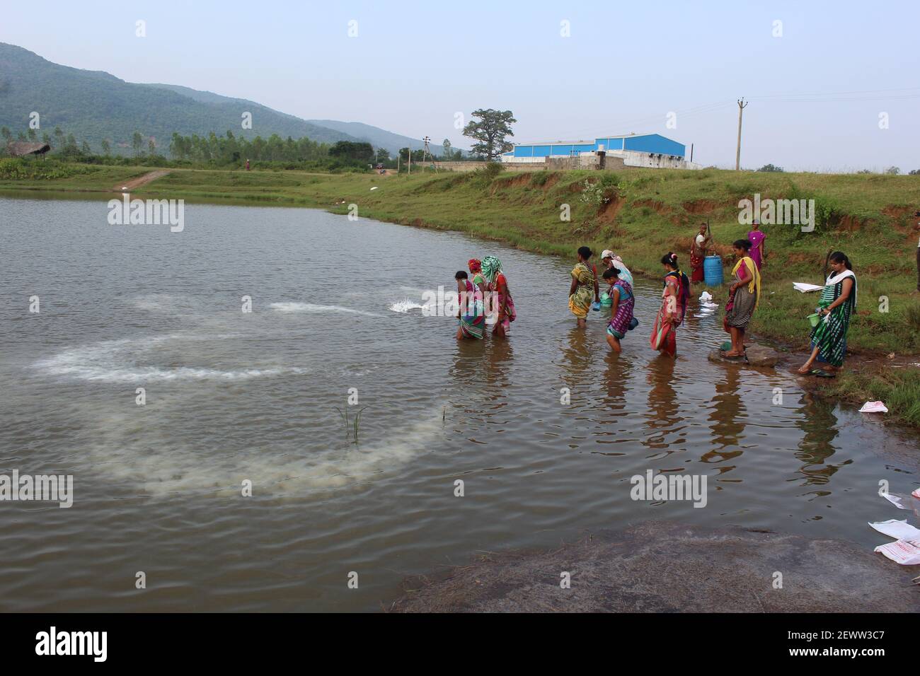 lady farmers of women self help group applying lime stone power in pisciculture pond for pH control Stock Photo