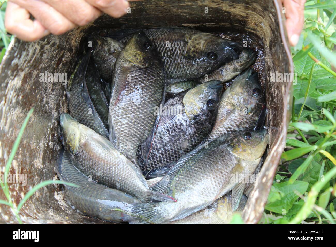 Tilapia fish catching from pond Stock Photo