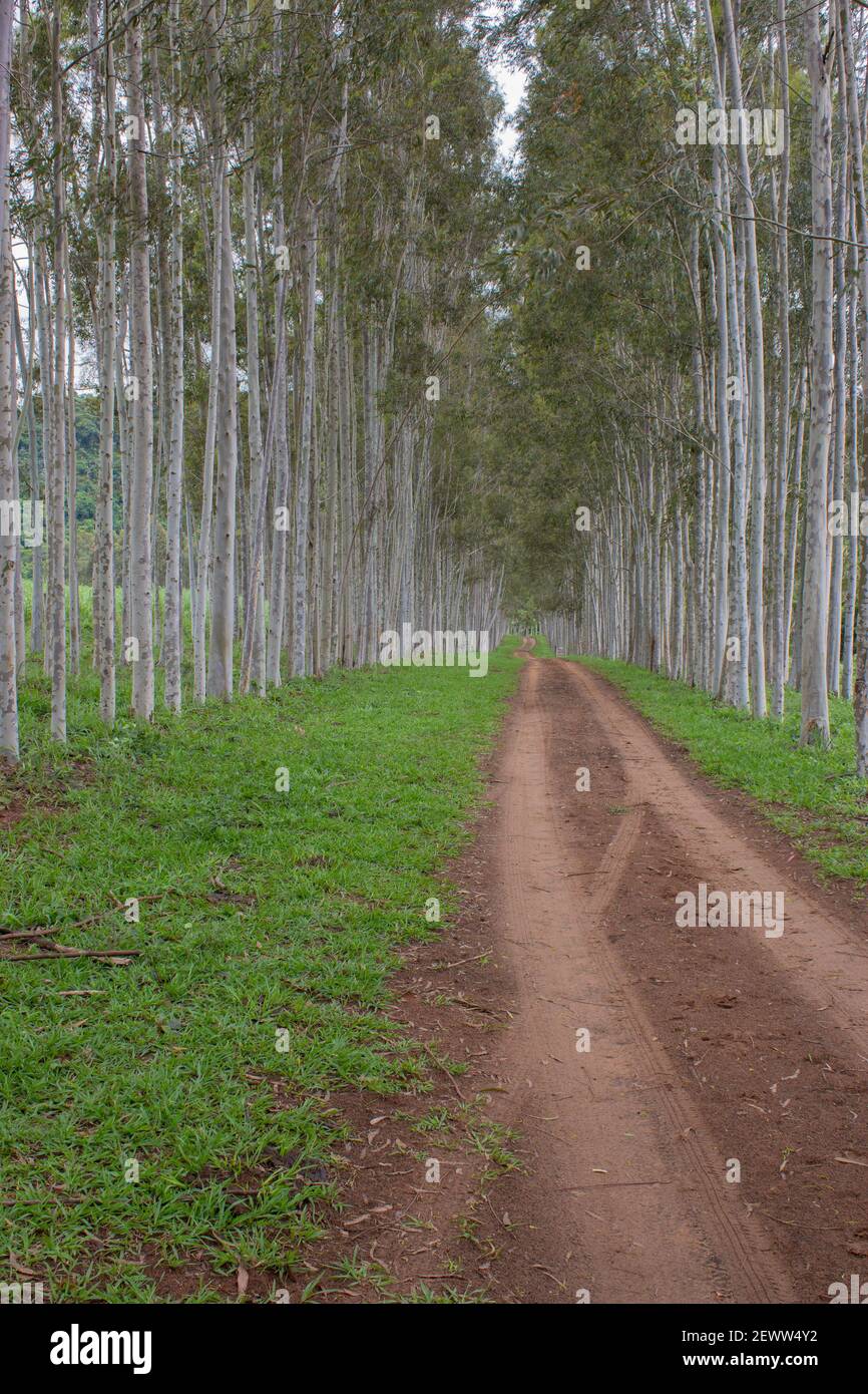 Path Between Tree Gravel path between green hi-res stock photography and images - Alamy