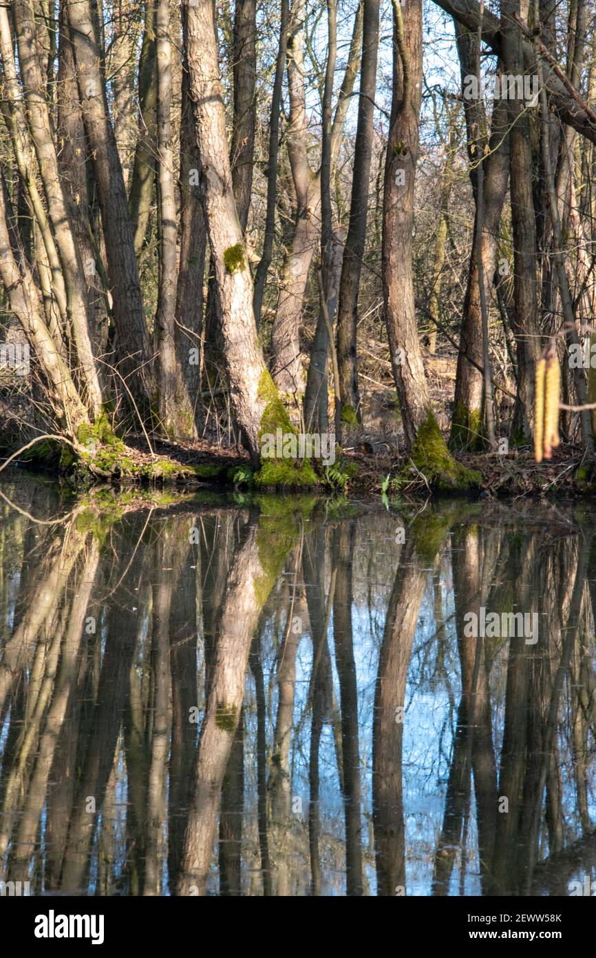 Reflections of tree trunks in a pond in the forest. Stock Photo