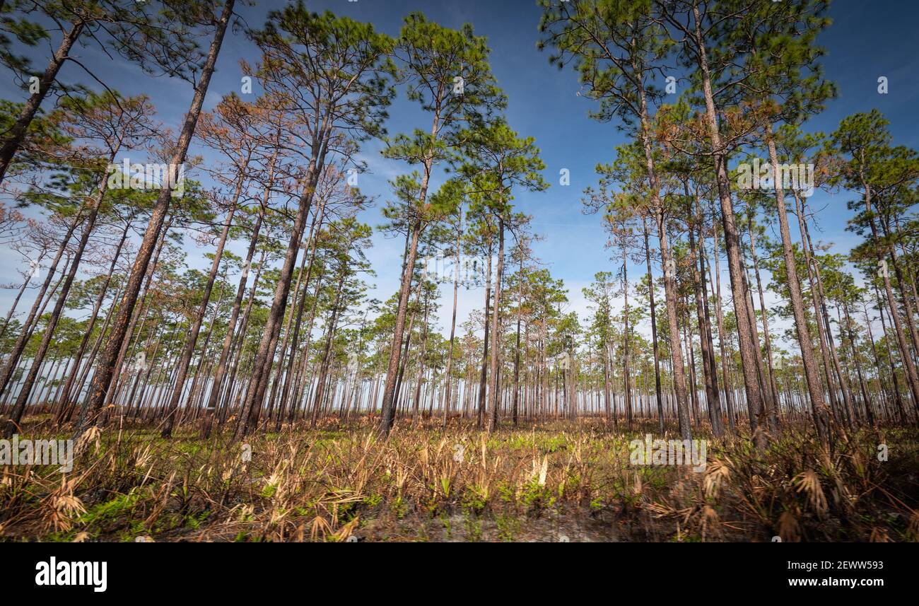 Beautiful and natural Georgian Park Stock Photo - Alamy