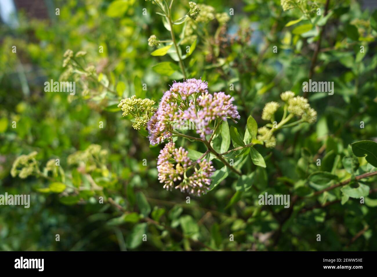 A selective focus shot of valeriana officinalis blooming in the garden Stock Photo