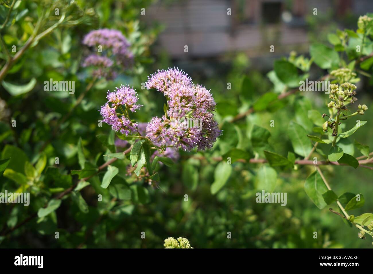 A selective focus shot of valeriana officinalis blooming in the garden Stock Photo