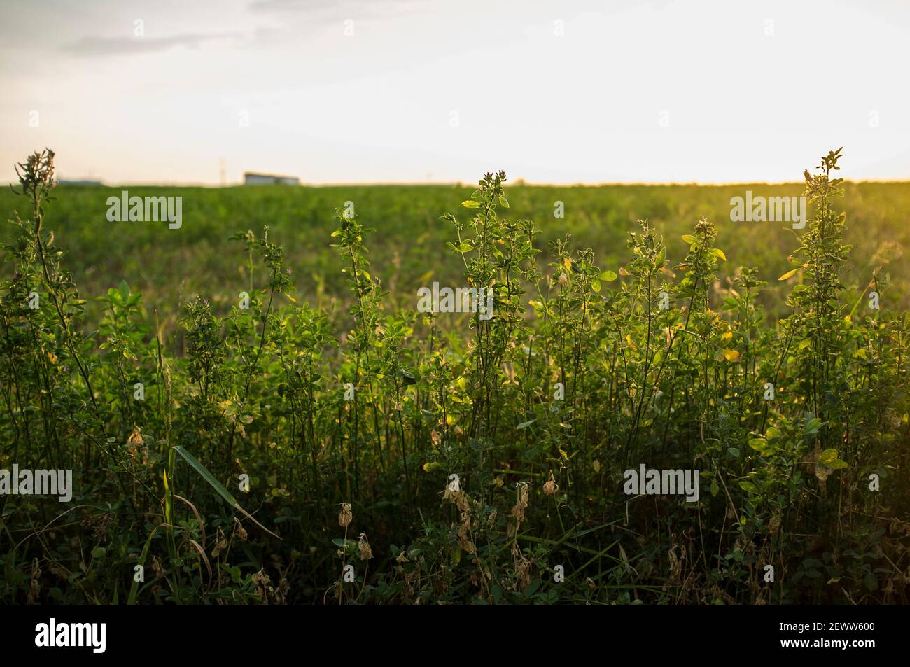Beautiful alfalfa field at sunset. Guadiana Meadows, Badajoz, Spain Stock Photo