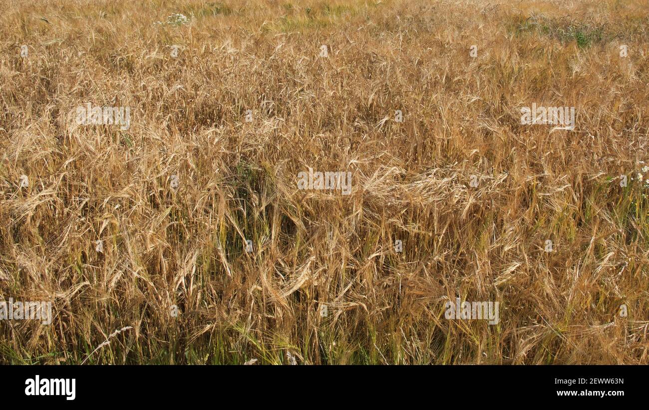 Ripe barley ears, full frame. Harvest cereals, background. Backdrop of ripening ears of yellow cereal field ready for harvest growing in a farm field. Stock Photo