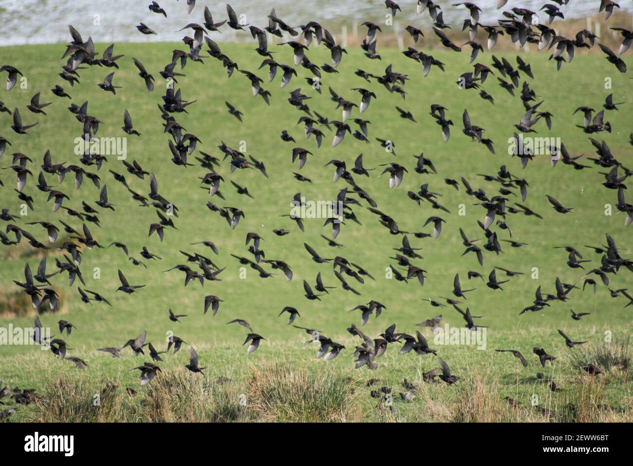 Flock of birds taking off in flight Stock Photo