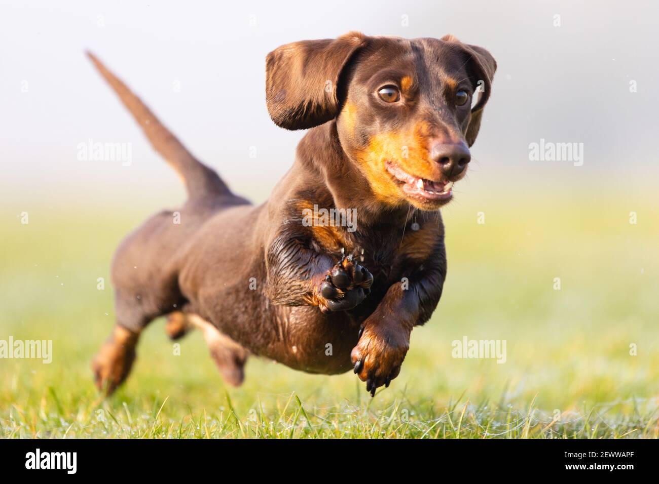 An action photograph of Max the cute Miniature Dachshund dog smiling, waving and running after his ball on the grass in the park! Stock Photo