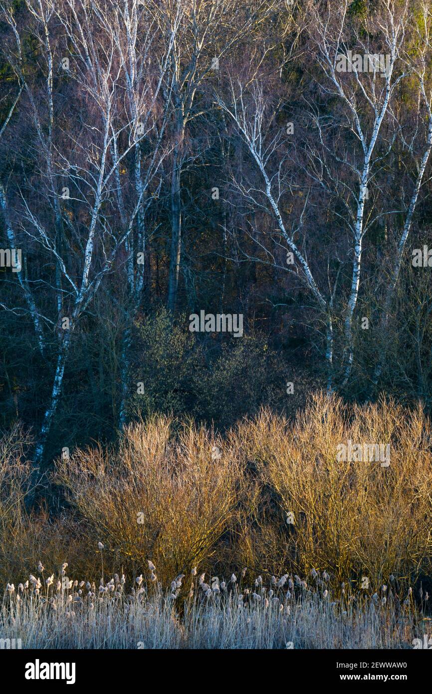 Willows and silver birches lit by late evening light, Turiec region, Slovakia. Stock Photo