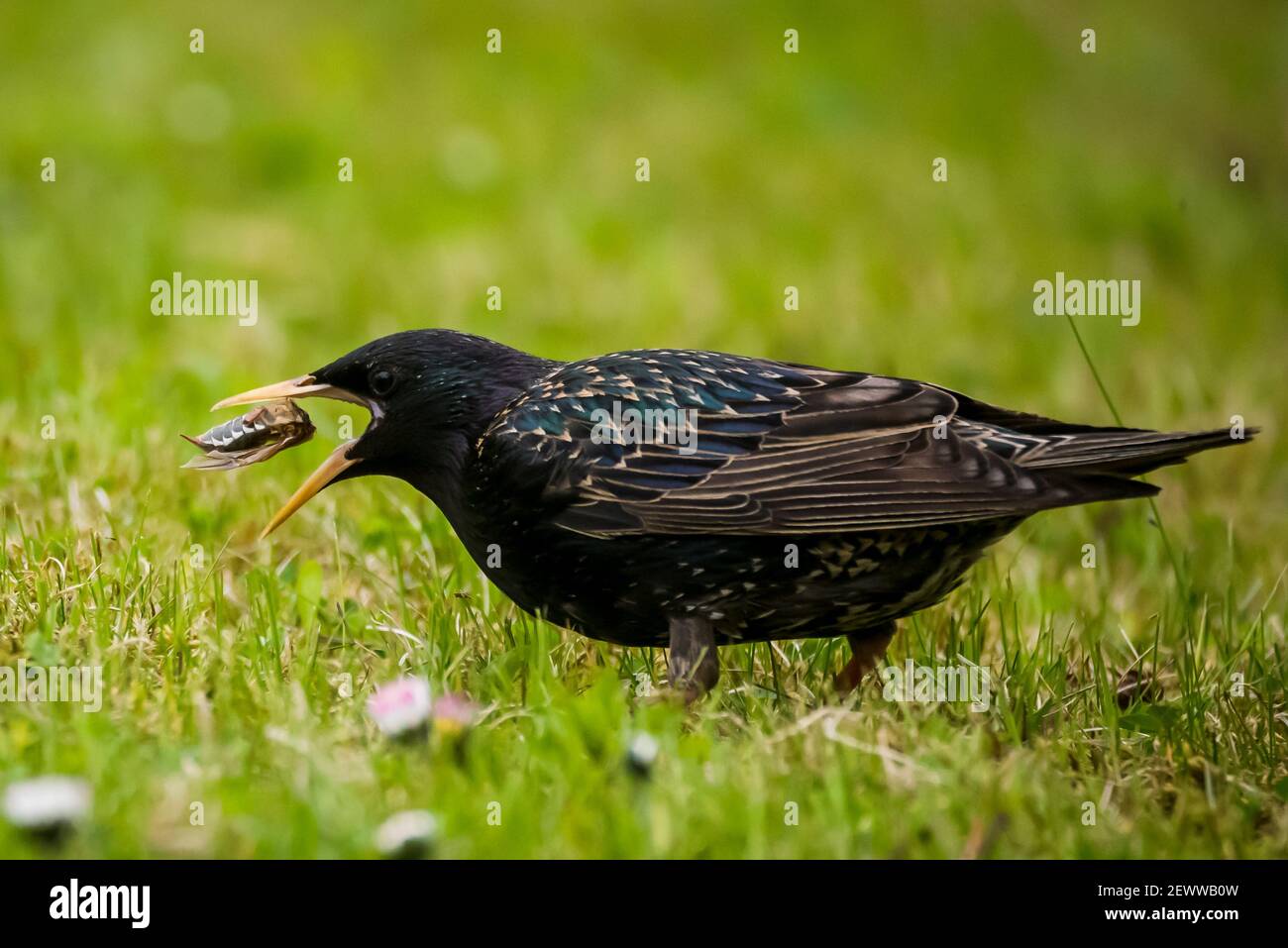 Starling bird with insect. Stock Photo