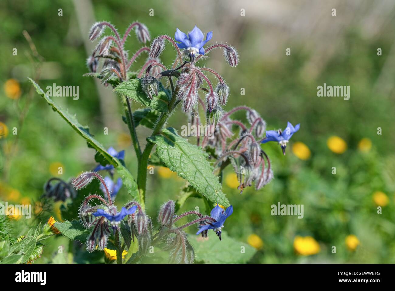 Spring flowers of medicinal officinalis borage plant close up.Borago officinalis Stock Photo