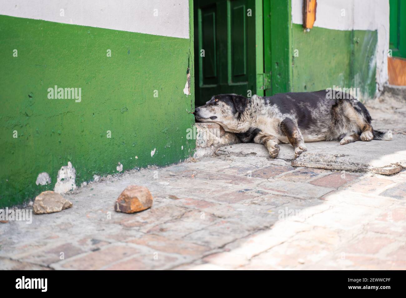 Un chien dort sur le palier de la porte, Monguí, Boyacá, Colombie Stock Photo