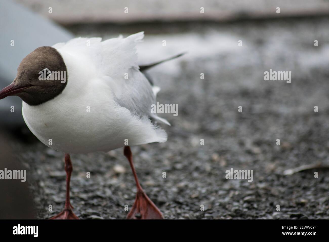 The black-headed gull displays a variety of compelling behaviors and adaptations. Stock Photo