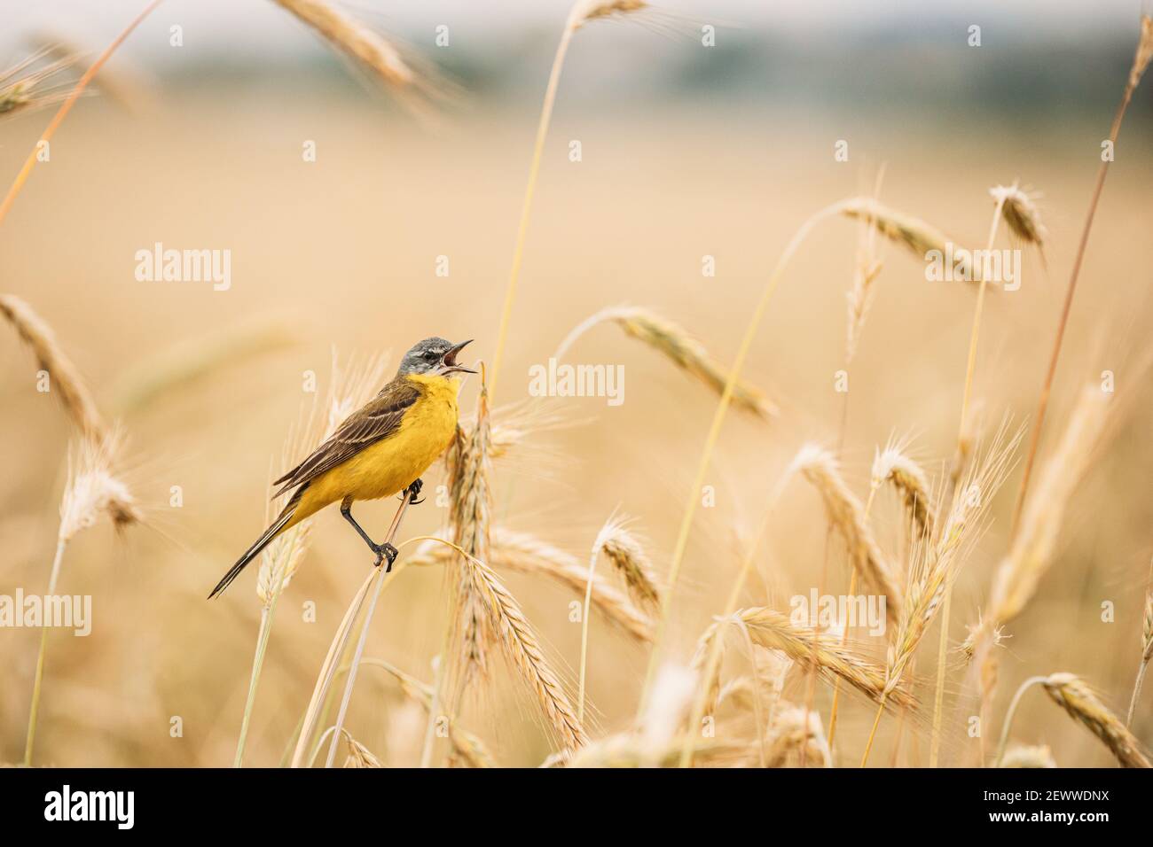 Western Yellow Wagtail. Motacilla Flava Is A Small Passerine In The Wagtail Family Motacillidae, Which Also Includes The Pipits And Longclaws. This Stock Photo