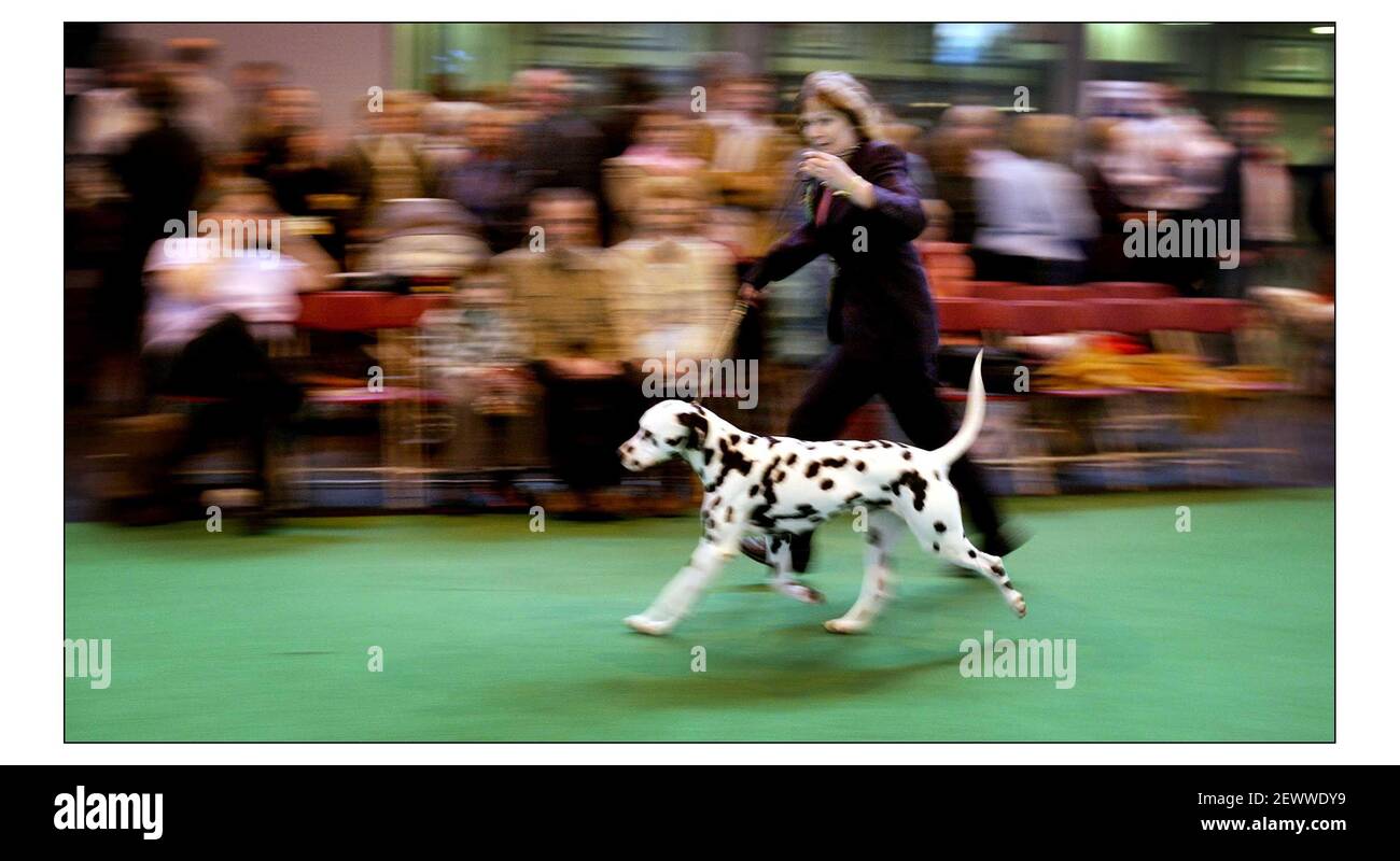 First Day of Crufts Dog show at the NEC in Birmingham champ. Washakie Chief as great as JW. winner of the Dalmation classpic David Sandison 4/3/2004 Stock Photo