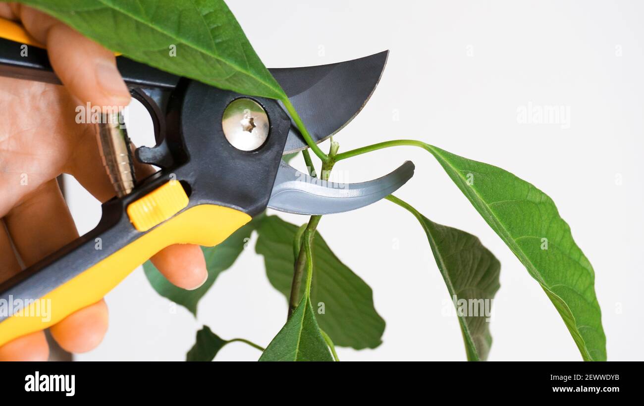 Trimming baby avocado plant with garden scissors, white background copy  space Stock Photo - Alamy