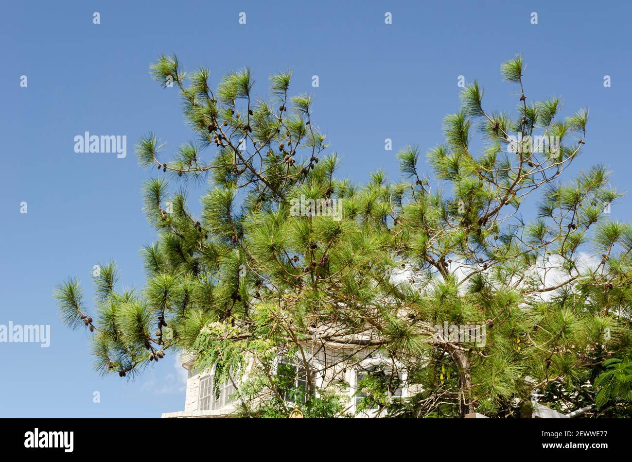 Caribbean Pine Tree Against Sky Background Stock Photo