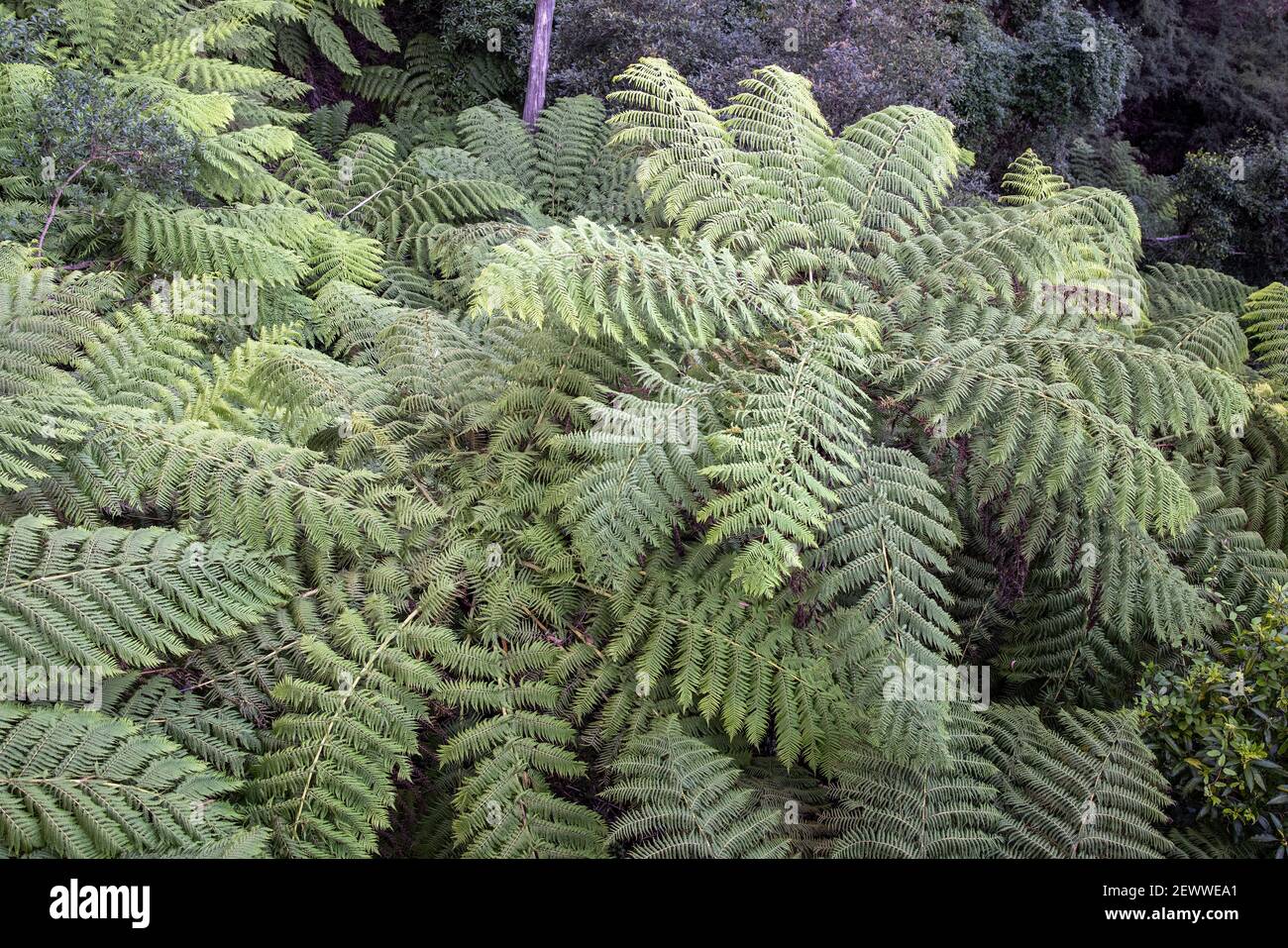 Rough tree ferns growing hi-res stock photography and images - Alamy
