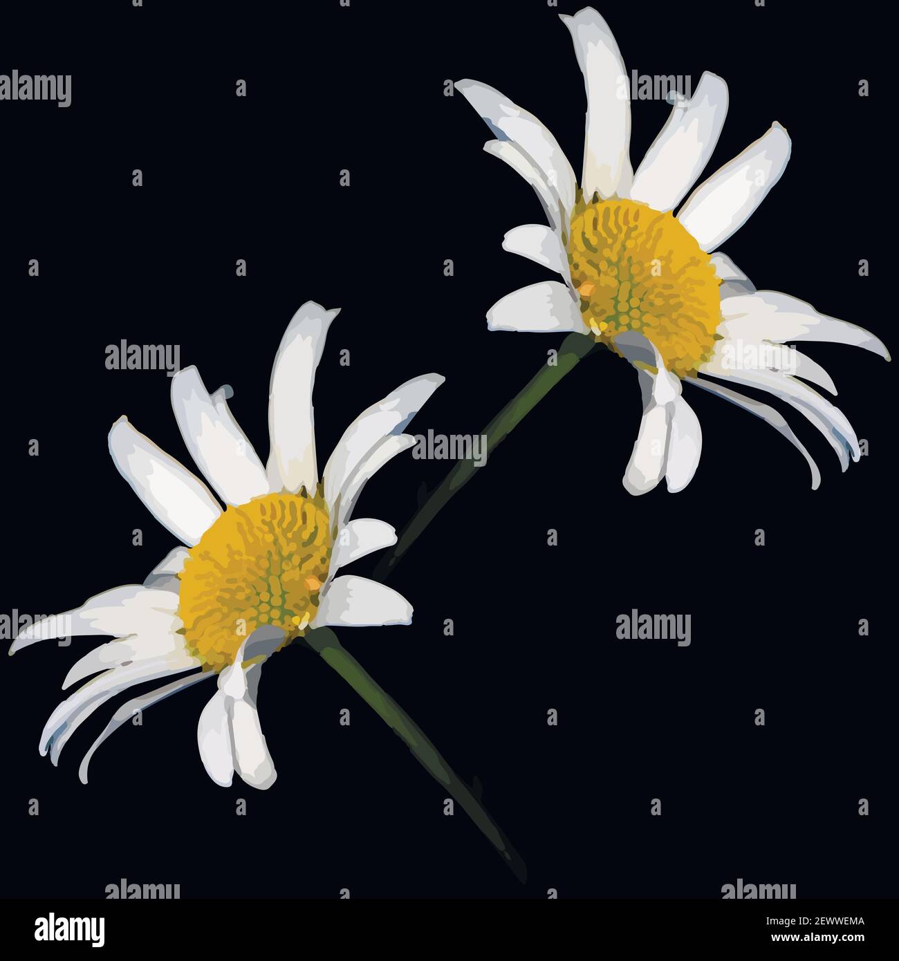 Daisies on a black square background - a pattern for a site or blog ...