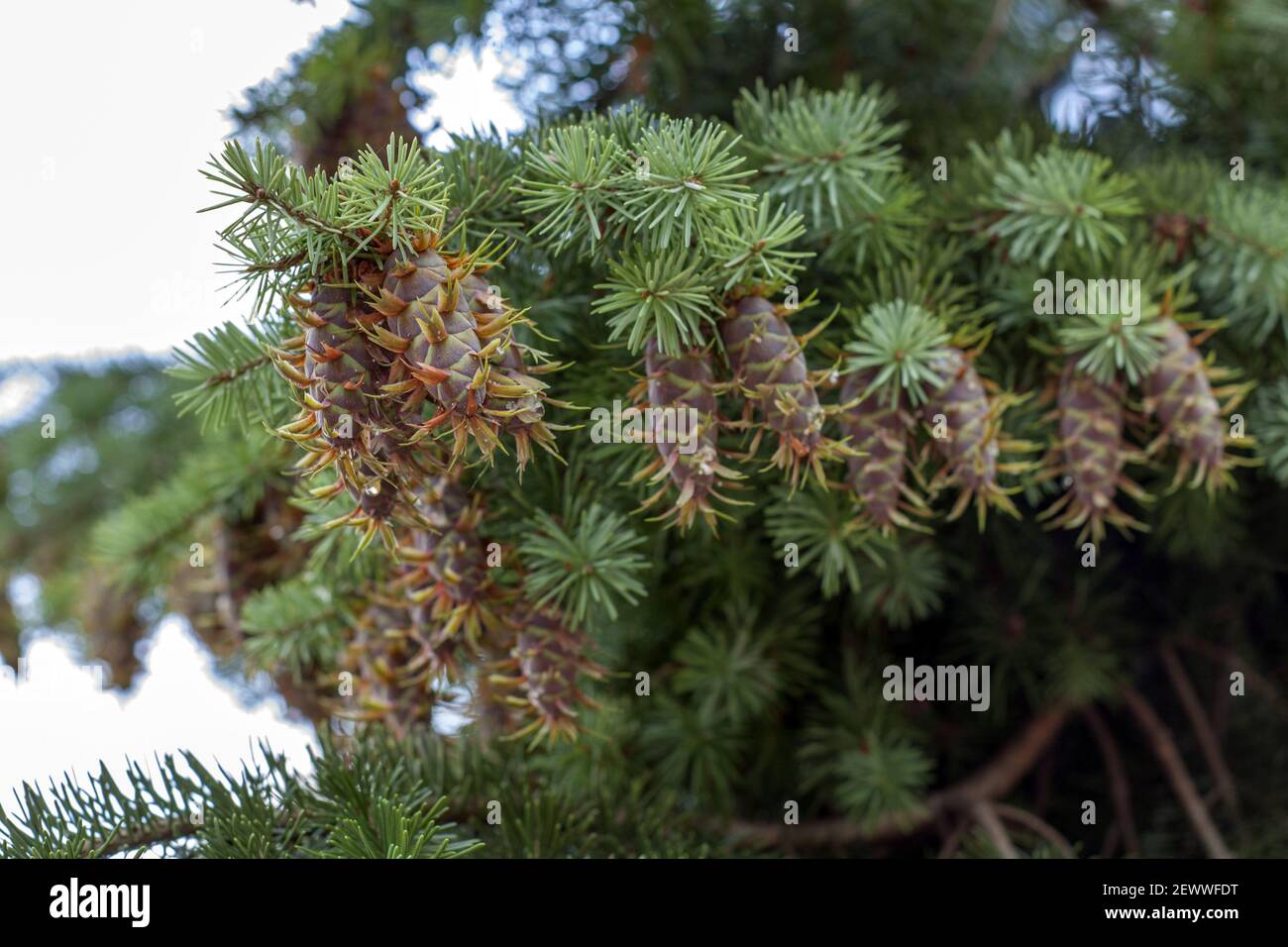 Close-up shot of young Douglas fir cones showing the beautiful green of the needles and the changing colors of the ripening cones. Stock Photo