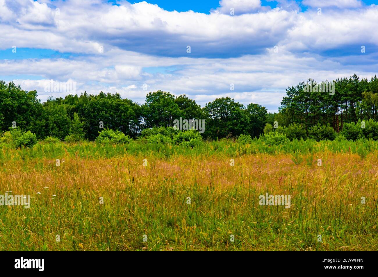 Green field with forest and blue sky Stock Photo - Alamy