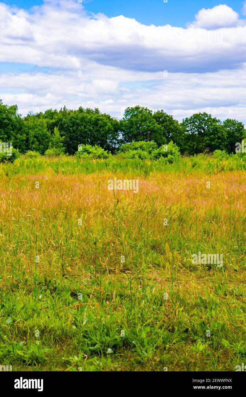 Green field with forest and blue sky Stock Photo - Alamy