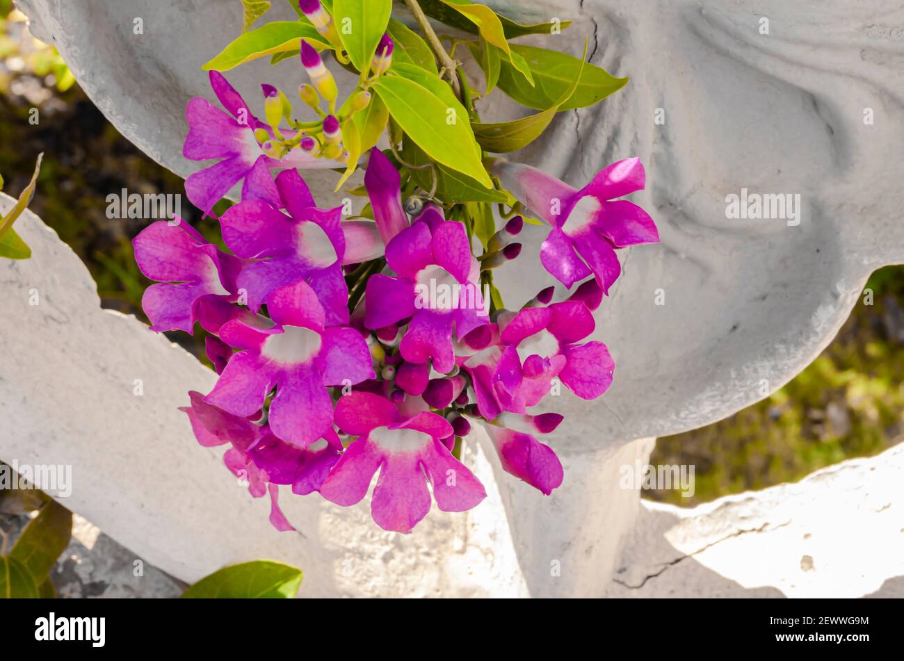 Flowers Of Garlic Vine Stock Photo