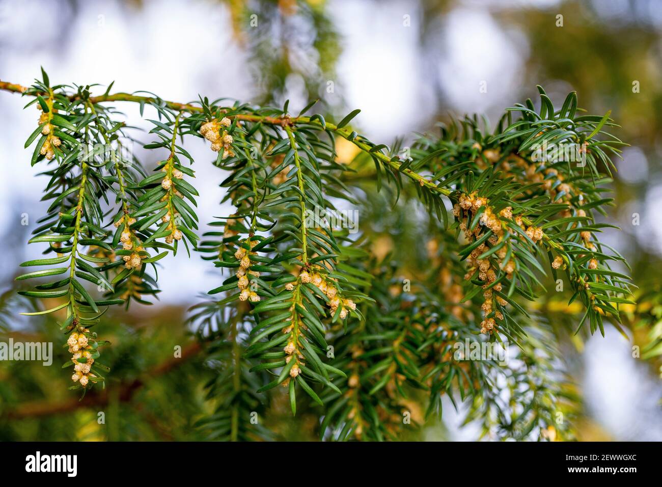 Male cones of Taxus baccata Stock Photo