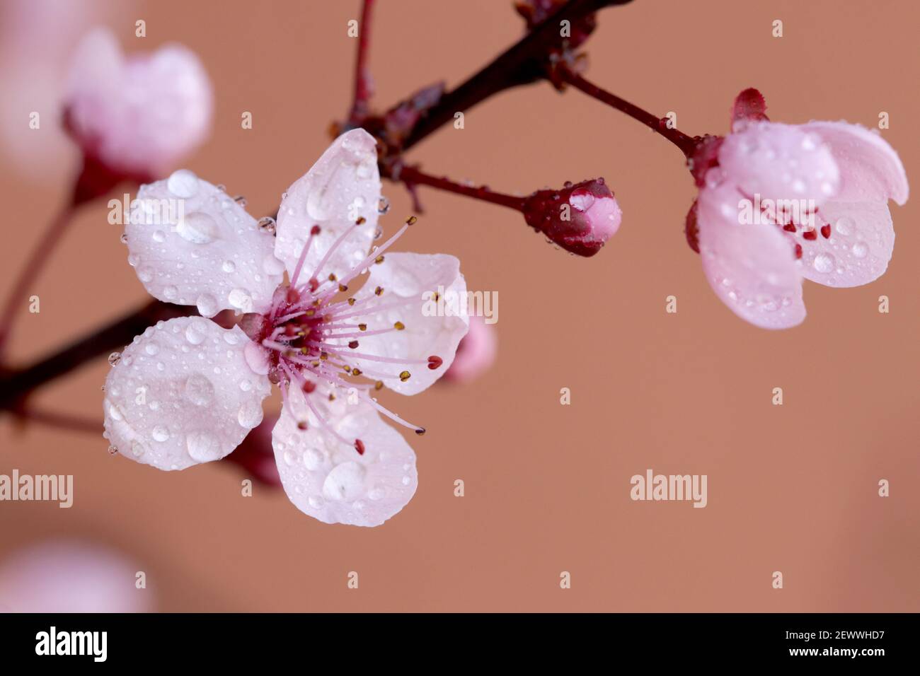 A selective focus shot of pink cherry blossoms with dew Stock Photo
