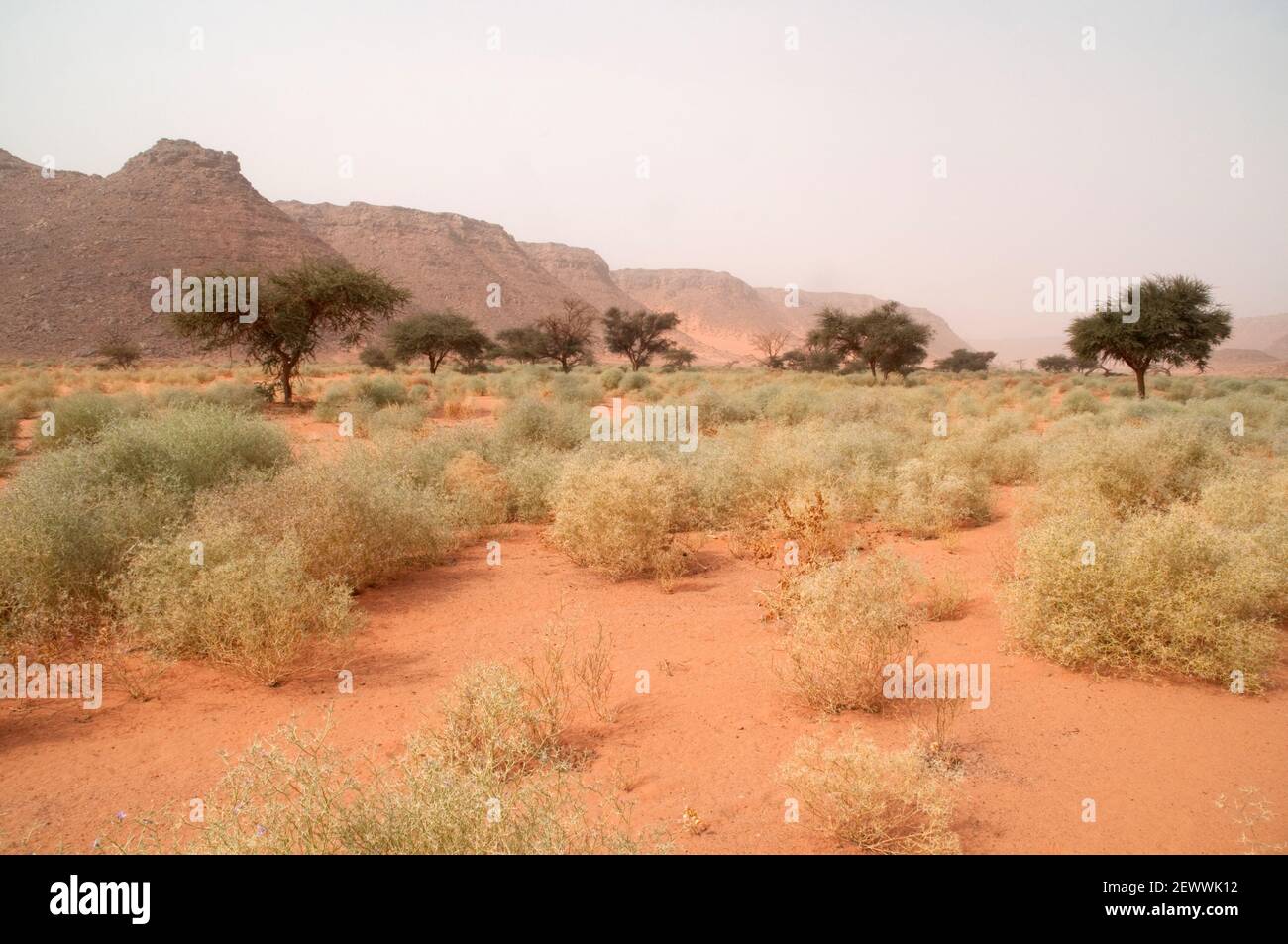 Acacia in the desert hires stock photography and images Alamy