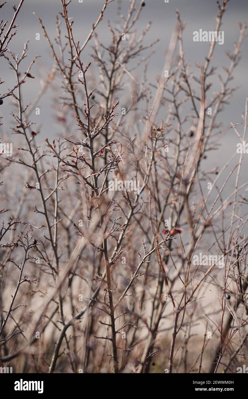 Vertical shot thin tree hi-res stock photography and images - Alamy