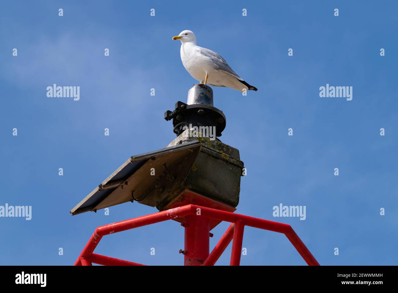 Seagull on top of lighthouse Stock Photo - Alamy