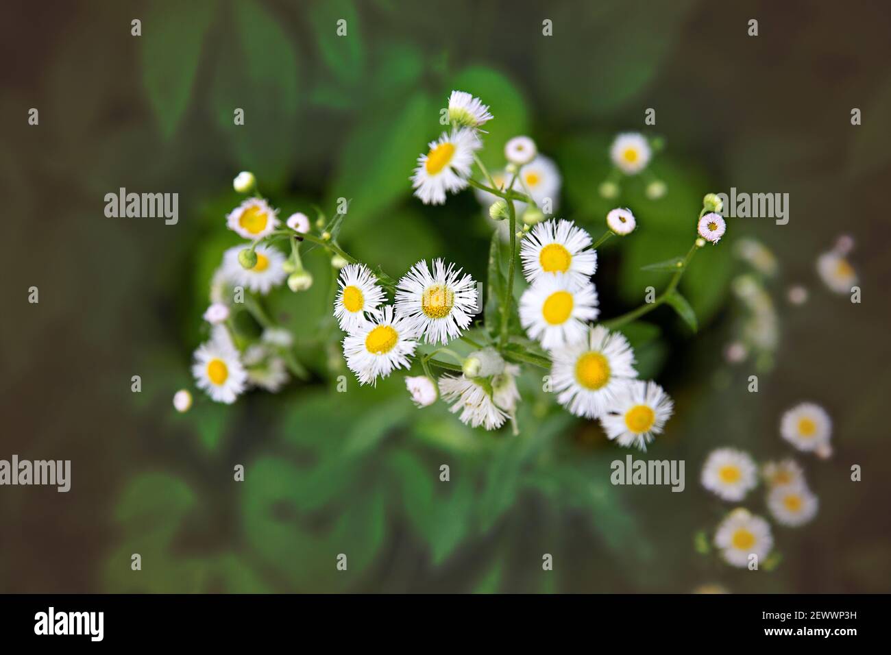 Nd flowers hires stock photography and images Alamy