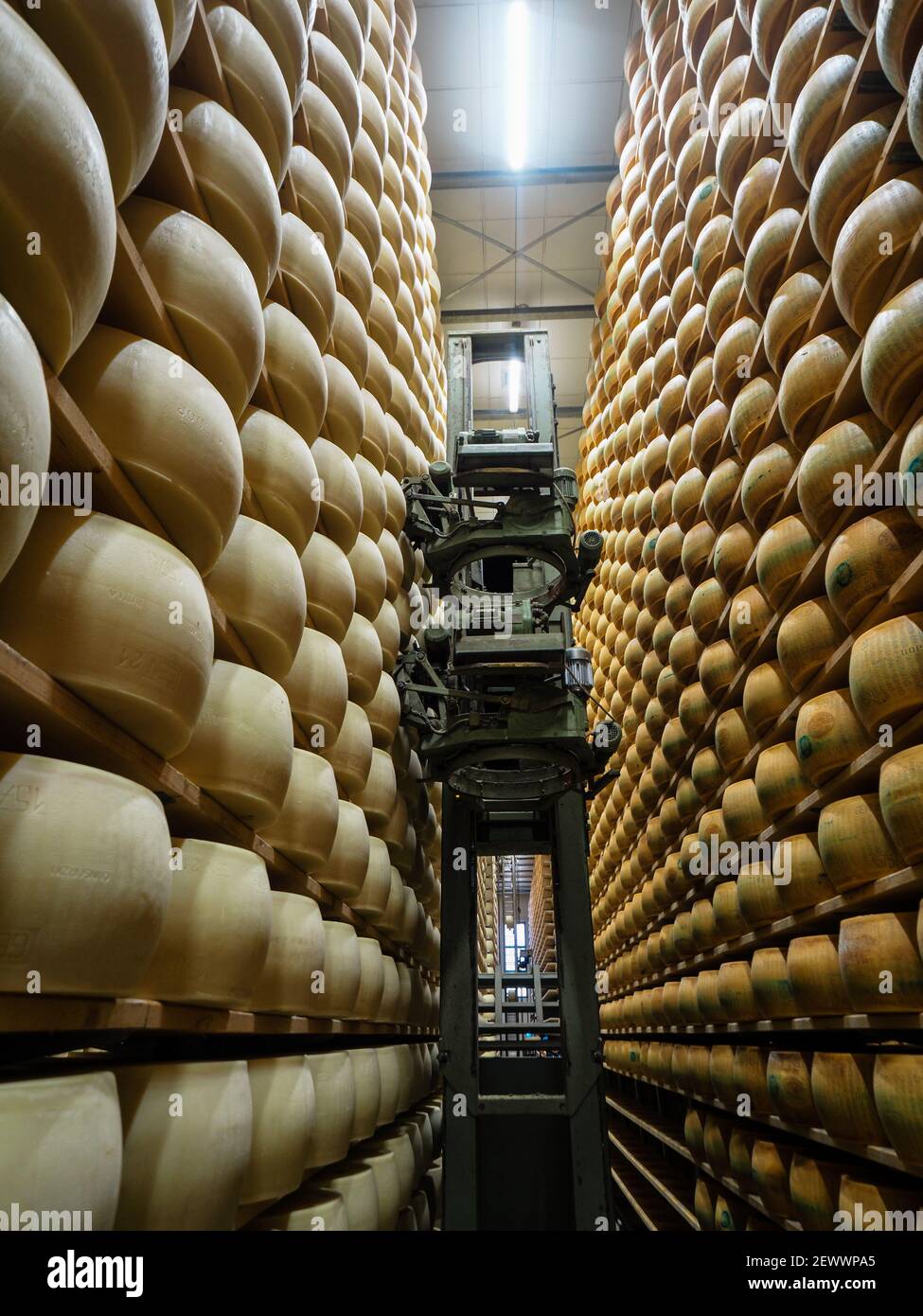 Parmesan cheese storage in dairy farm in Parma Italy 2020 Stock Photo