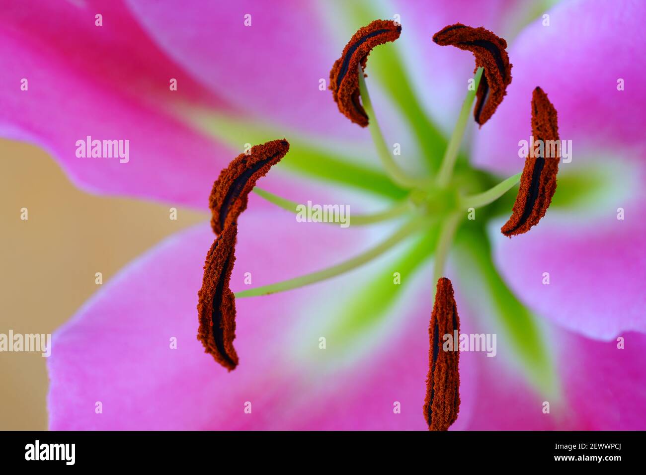 Lily pollen stain hires stock photography and images Alamy