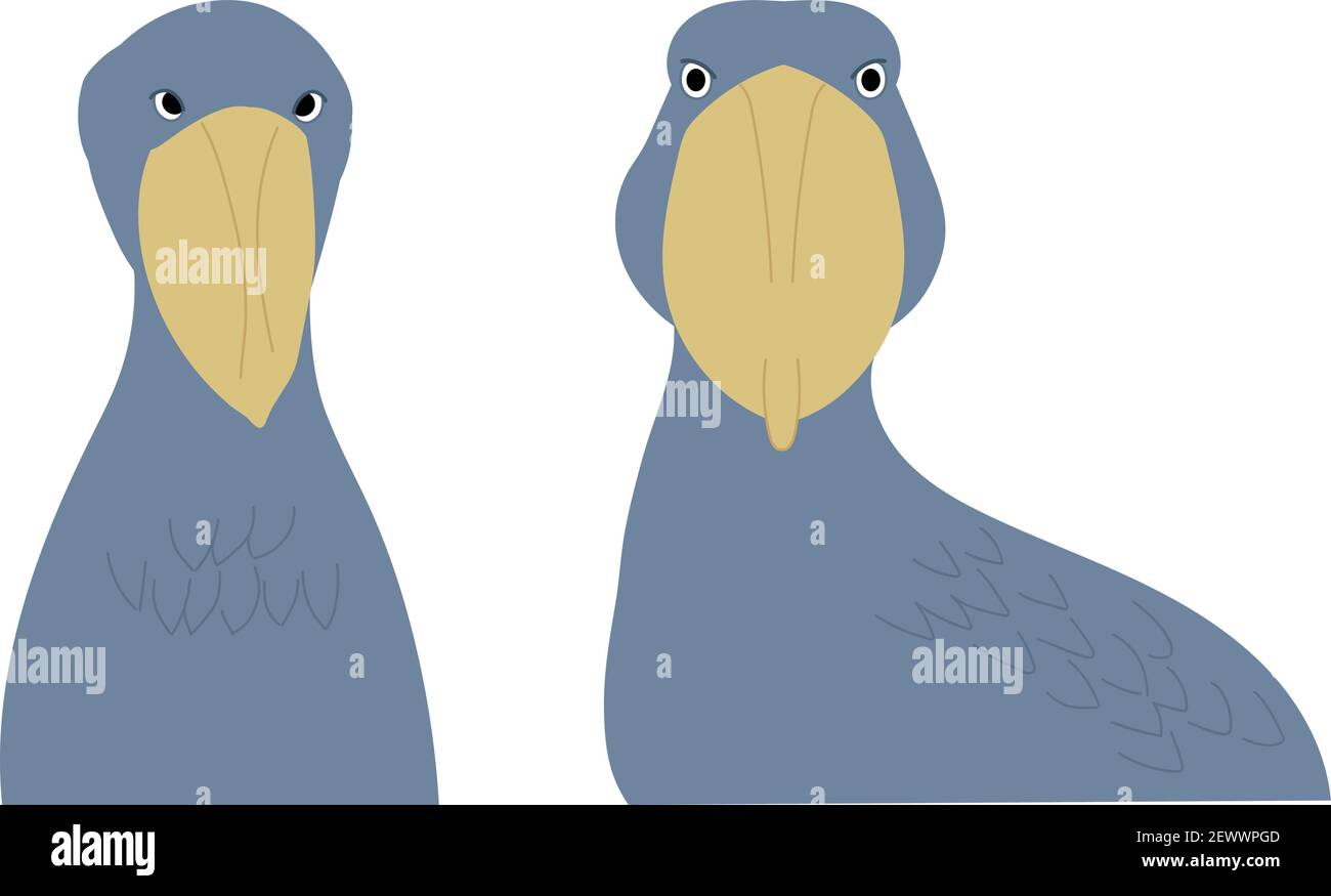 Faces of the Shoebill also known as whale head, whale-headed stork, or ...