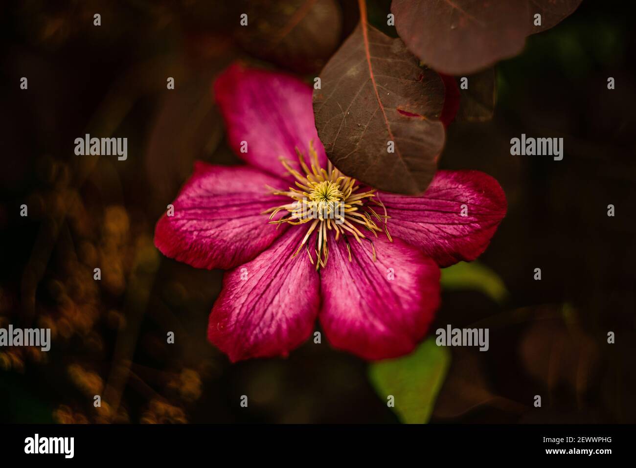 Large megenta pink Clematis with yellow core and purple leaves Stock Photo