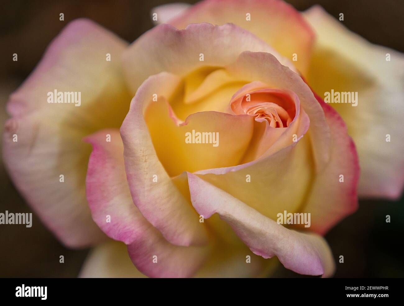Up close yellow rose with pink outline fully blooming Stock Photo