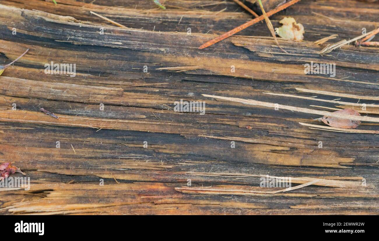 Wet tree bark texture, abstract shape of wet wood Stock Photo