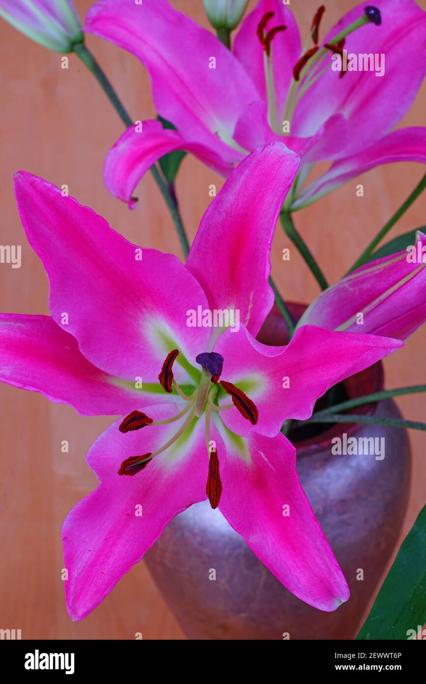 Lily pollen stain hires stock photography and images Alamy