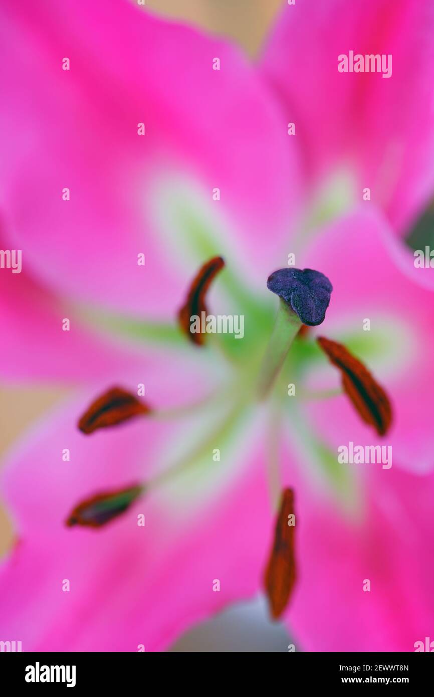 Lily pollen stain hires stock photography and images Alamy