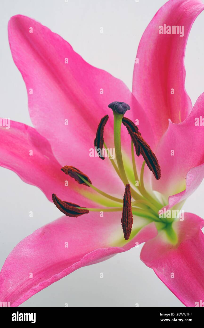 Lily pollen stain hires stock photography and images Alamy