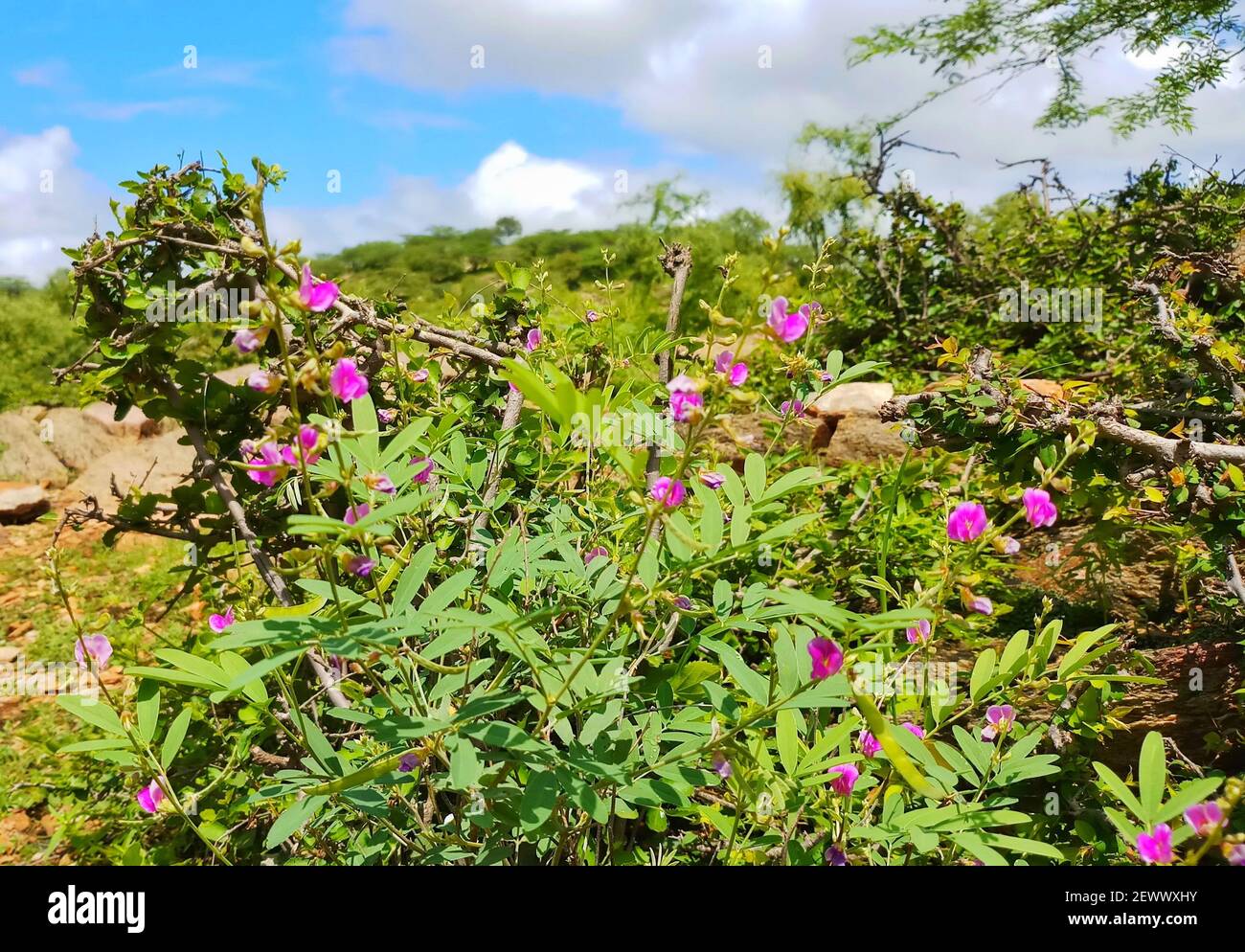 Purple wild flowers in a green field Stock Photo - Alamy