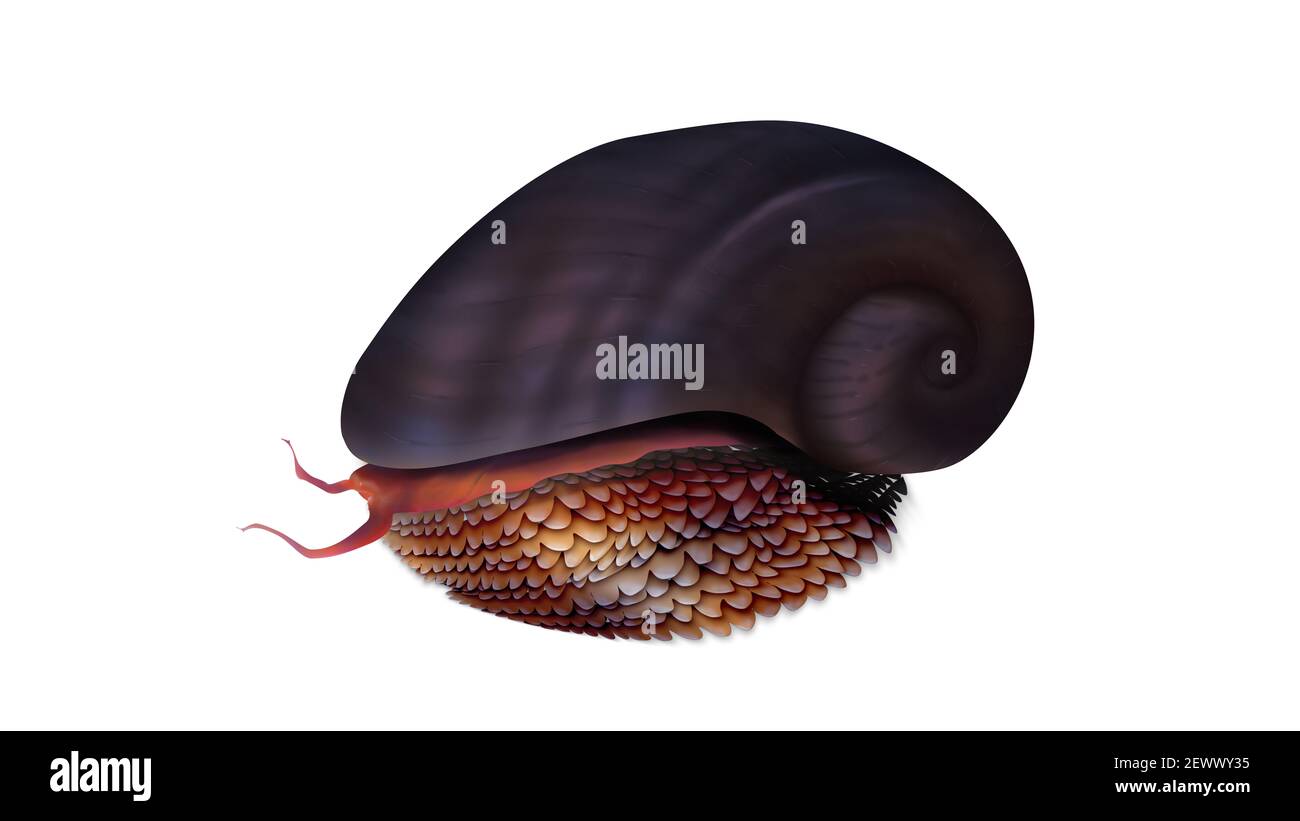 Shellfish snails Cut Out Stock Images & Pictures Alamy