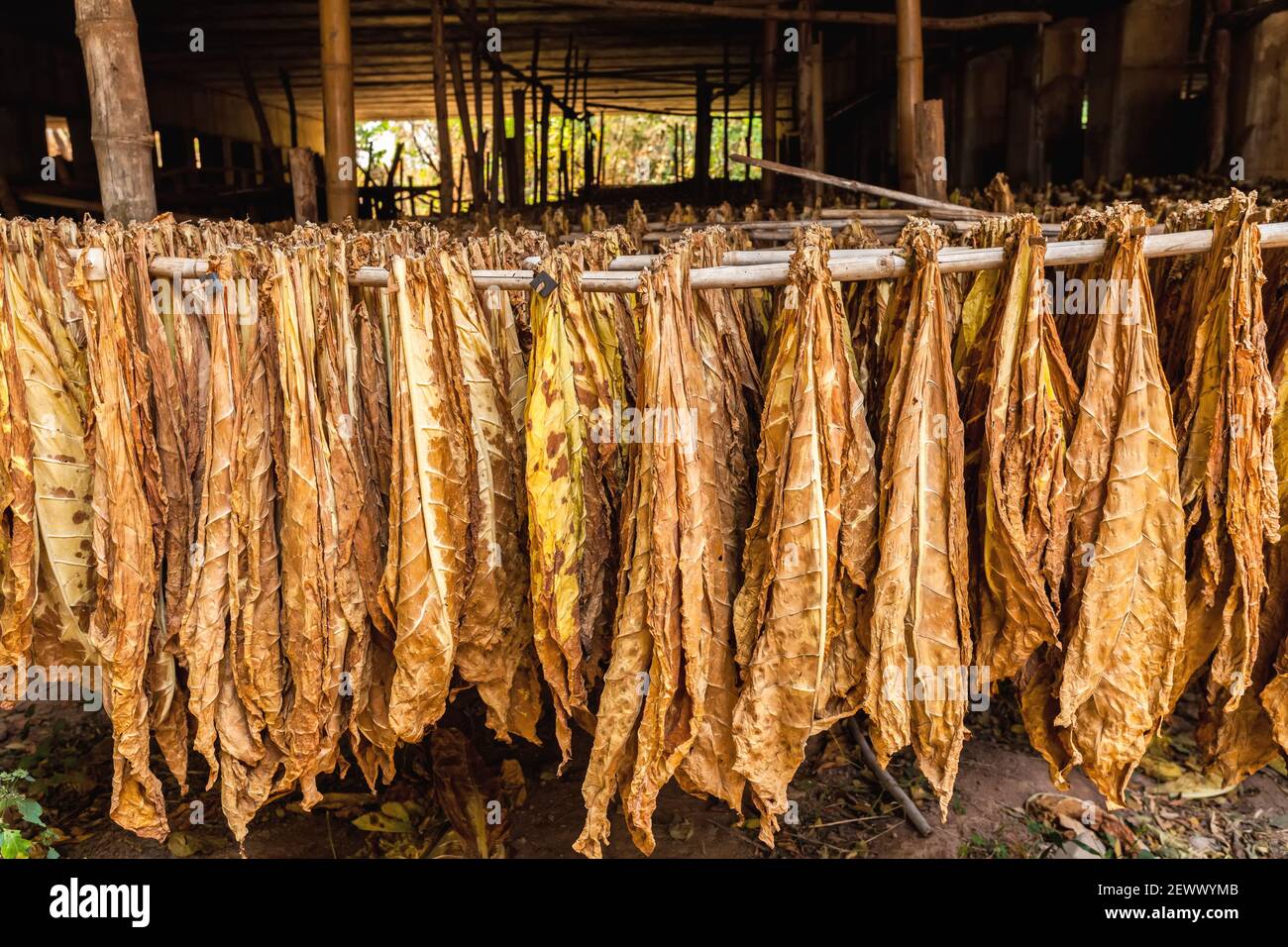 Tobacco leaves drying in the shed Stock Photo - Alamy