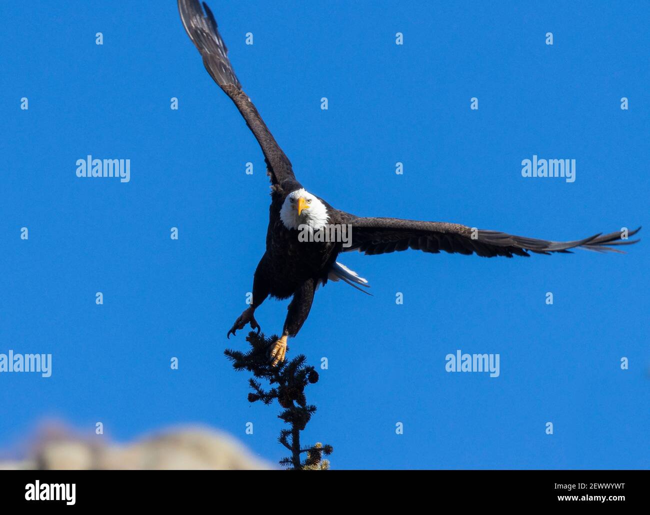 Bald eagles in the wild in Eleven Mile Canyon Colorado Stock Photo - Alamy