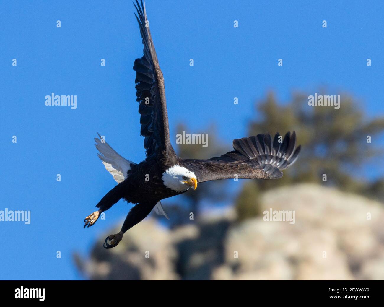 Bald eagles in the wild in Eleven Mile Canyon Colorado Stock Photo Alamy