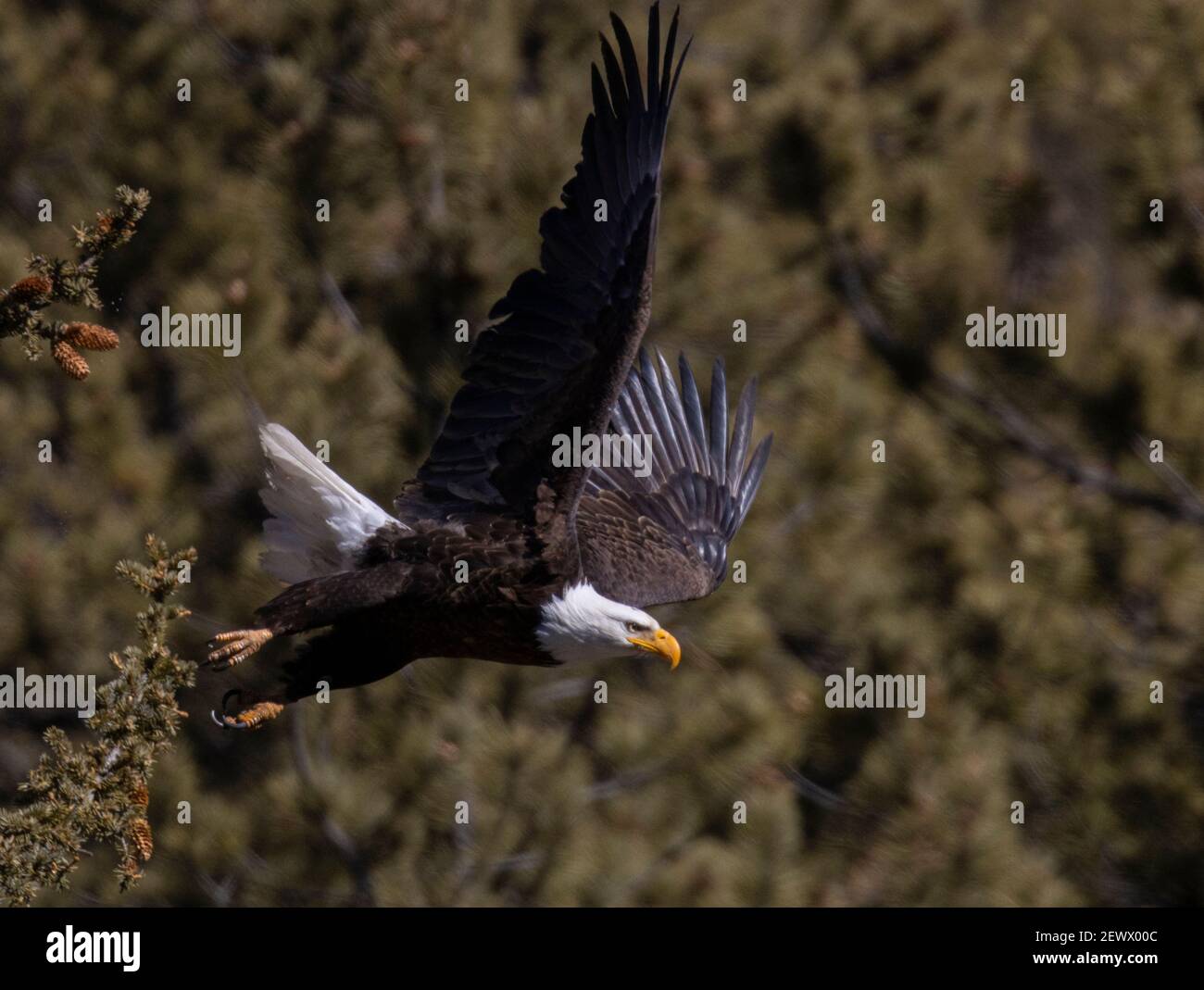 The eagles mascot hi-res stock photography and images - Alamy