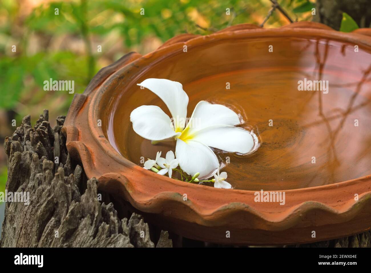 White Plumeria spp. (frangipani flowers, Frangipani, Pagoda tree or Temple tree) and Moke flower (Wrightia religiosa Benth) on bath touch-in  spa conc Stock Photo