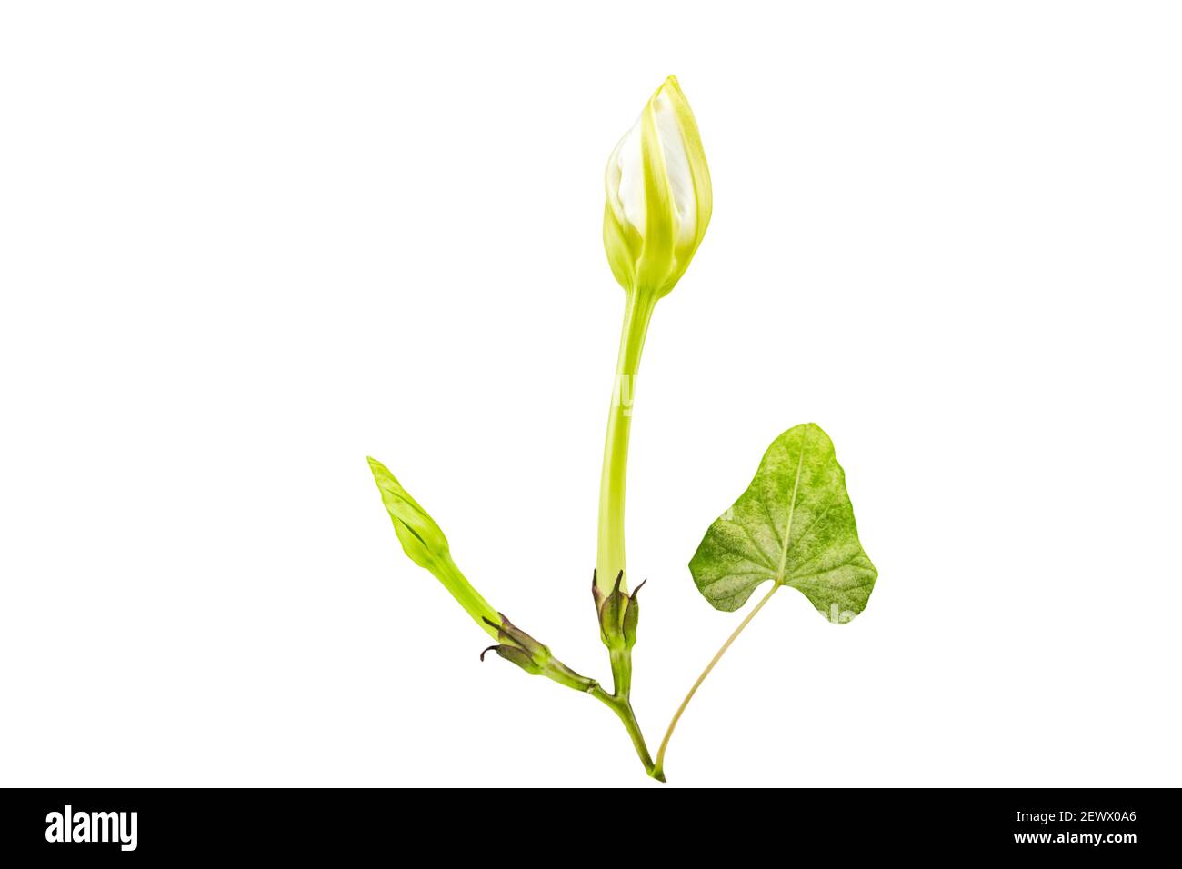 Close up Ipomoea alba on white background.Saved with clipping path. Stock Photo